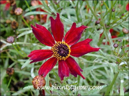 The flowers were a very nice red, but notice the mildew on the leaves.